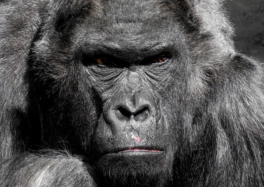 Intense Close-Up Portrait of a Silverback Gorilla