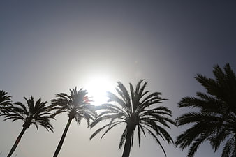 Silhouetted Palm Trees Against Bright Sun and Blue Sky