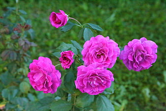 Vibrant Pink Roses Blooming in a Garden