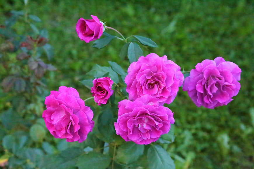 Vibrant Pink Roses Blooming in a Garden