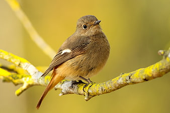 Small brown bird perched on a lichen-covered branch