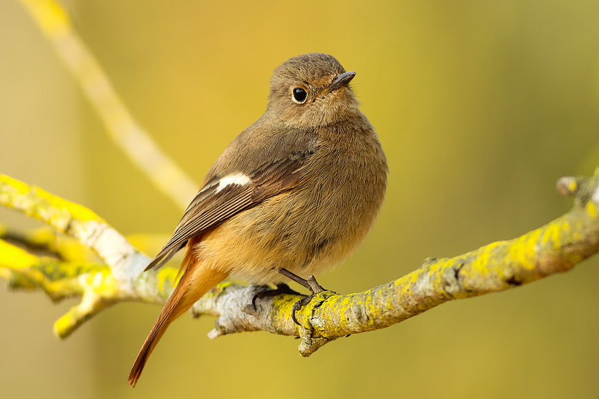 Small brown bird perched on a lichen-covered branch