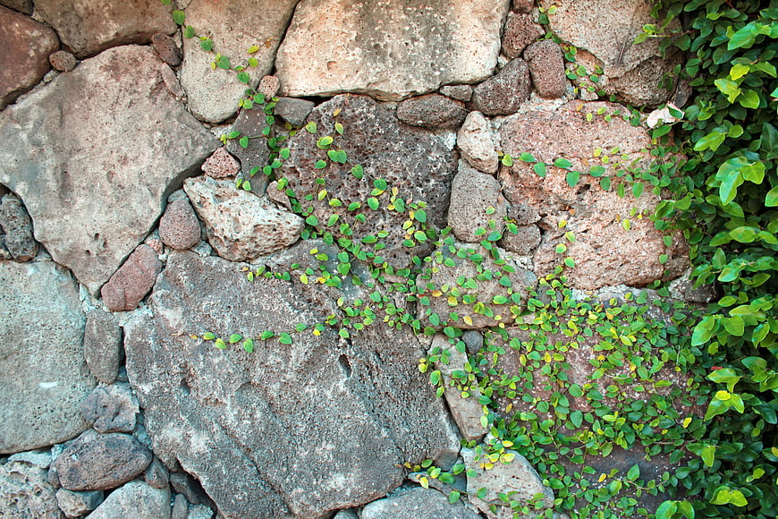 Textured Stone Wall with Green Ivy and Vines