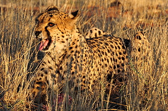 Cheetah Feeding in African Savanna Grass