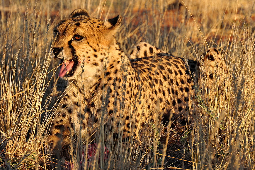Cheetah Feeding in African Savanna Grass