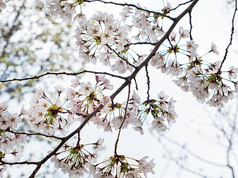 White Cherry Blossoms on Branches Against Sky