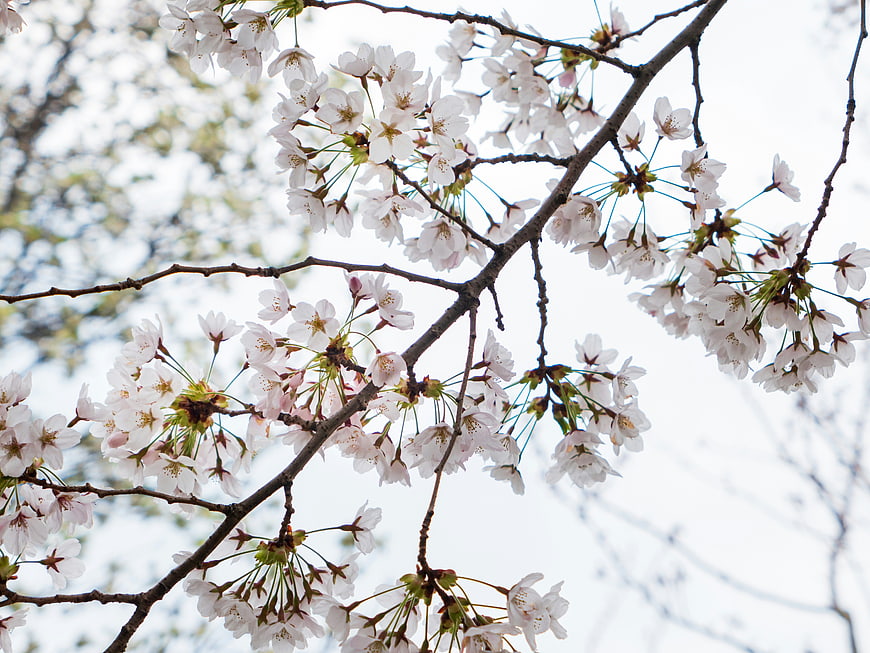 White Cherry Blossoms on Branches Against Sky