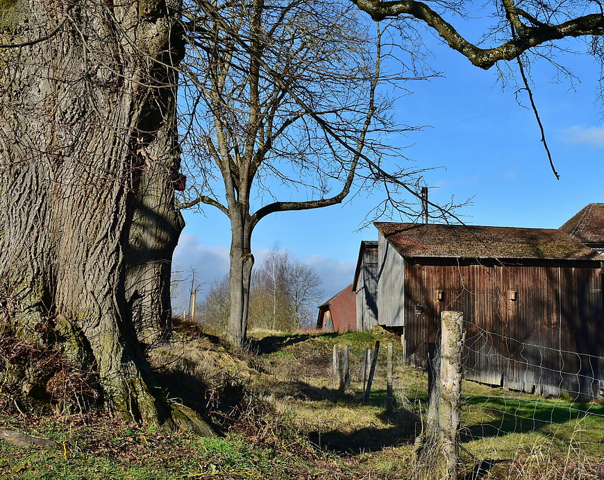 Rural Farmhouse Landscape With Old Barn And Large Trees