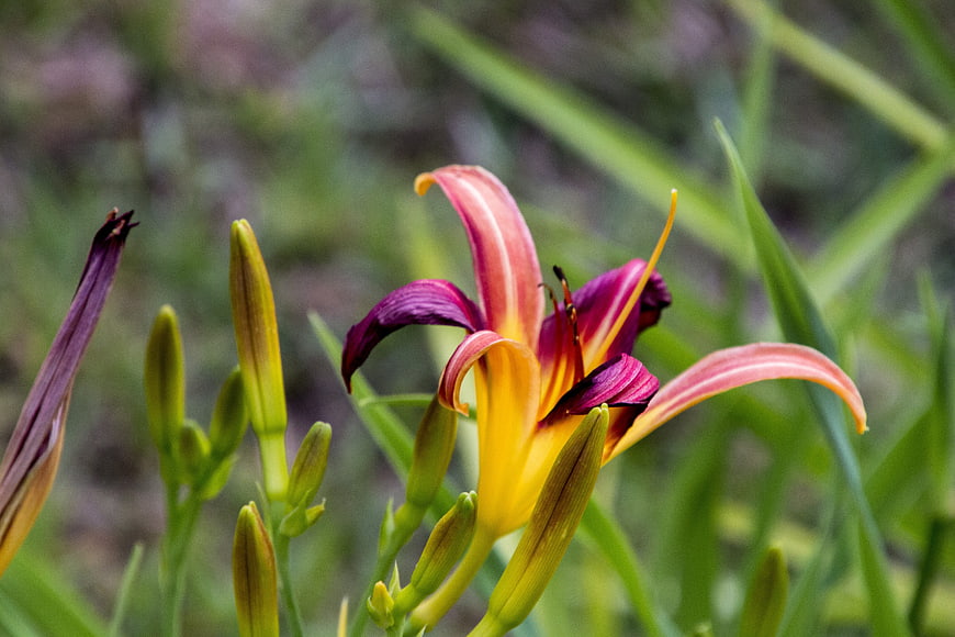 Close-up of vibrant daylily flower with purple and yellow petals
