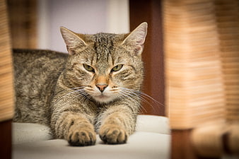 Close-up portrait of a tabby cat resting on a chair
