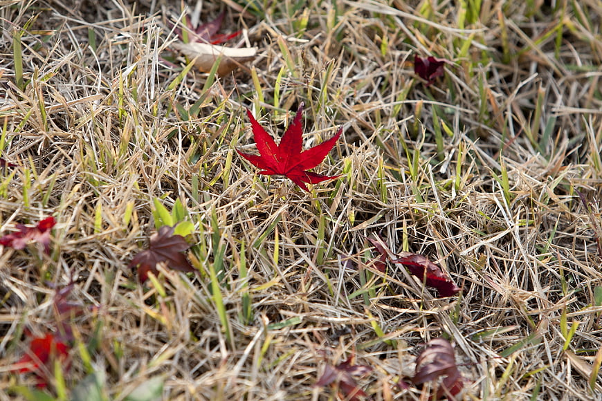Vibrant red maple leaf on dry autumn grass