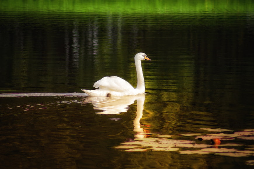 White Swan Swimming in Dark Reflective Lake Water