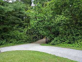 Wooden bridge in lush green forest park