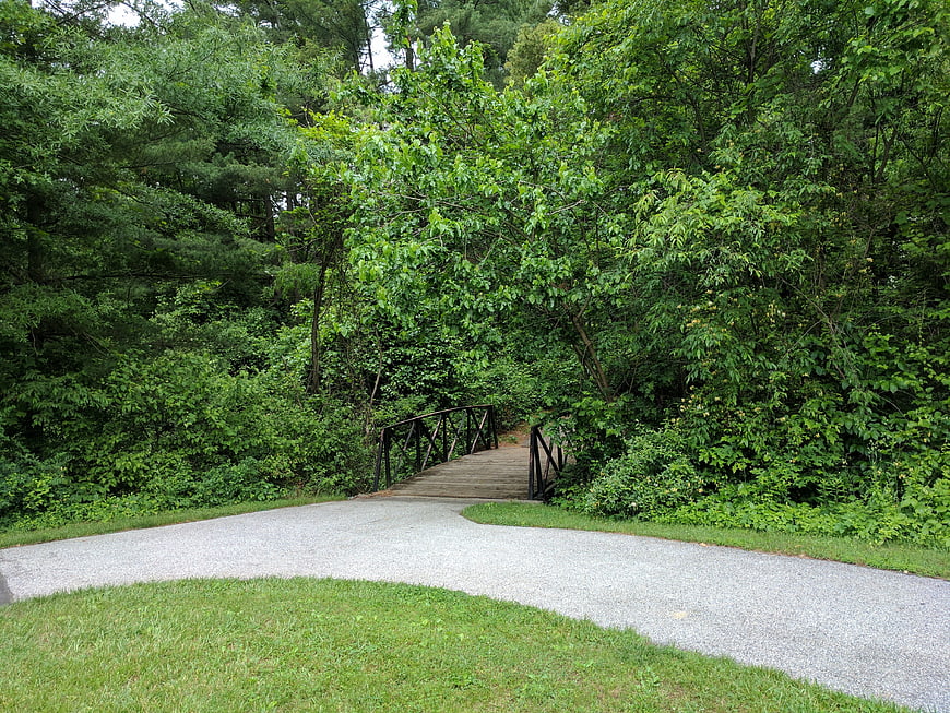 Wooden bridge in lush green forest park