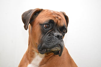Portrait of a Boxer Dog on White Background