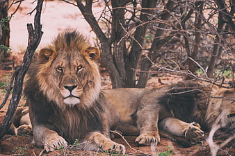 Majestic male lion resting in African bush