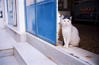 White and black cat sitting on marble step near blue door