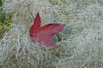 Red Maple Leaf in White Downy Plant