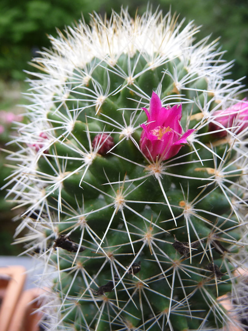 Close-up of blooming pink cactus flower with white spines