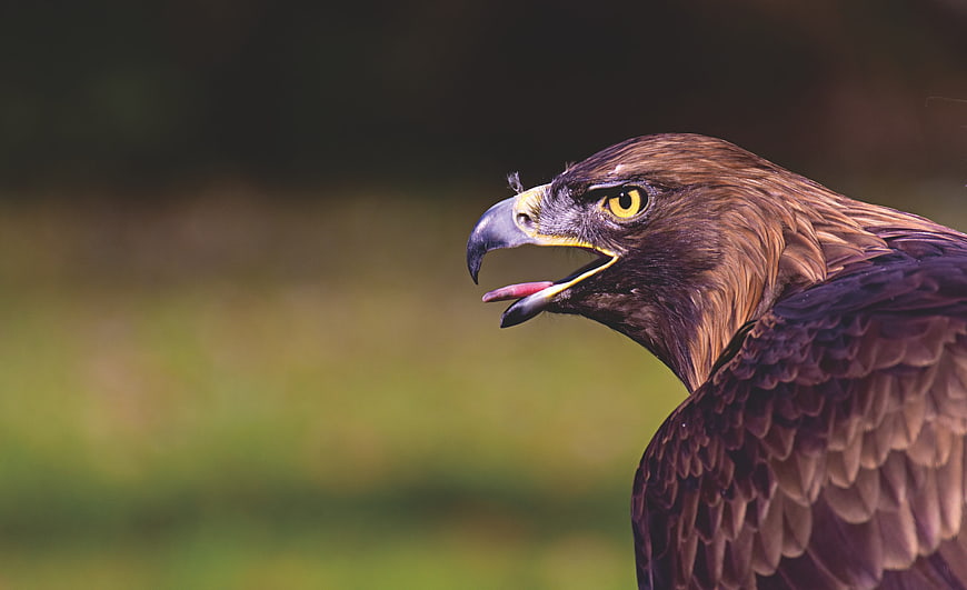 Close-up profile of a brown raptor with open beak and yellow eye
