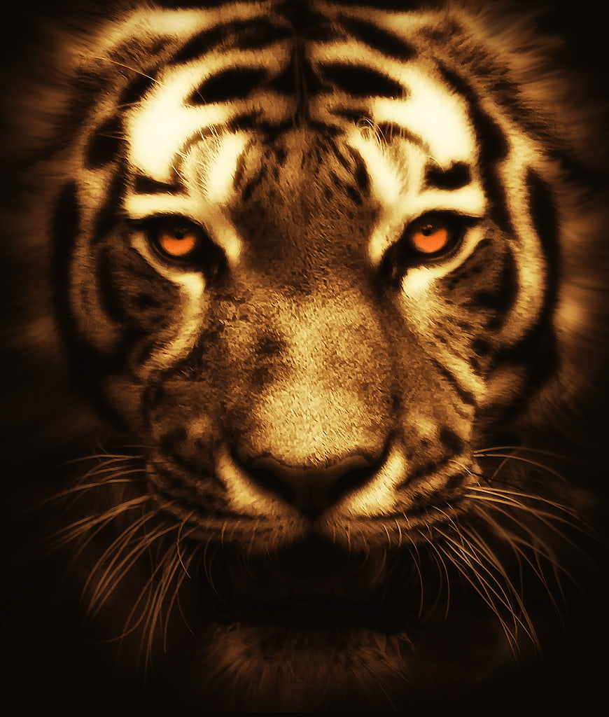 Dramatic Close-Up Portrait Of A Tiger Face With Intense Orange Eyes
