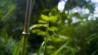Macro shot of a water droplet on a green grass blade
