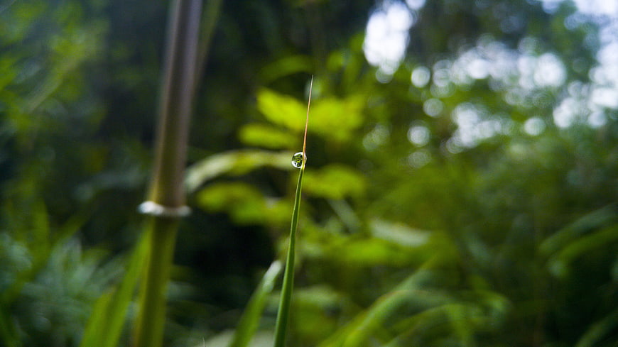 Macro shot of a water droplet on a green grass blade