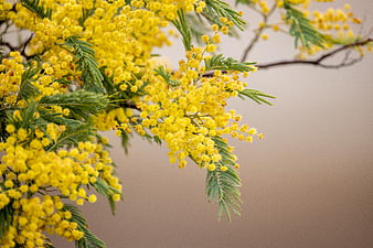 Close-up of yellow mimosa flowers with green leaves and blurred background