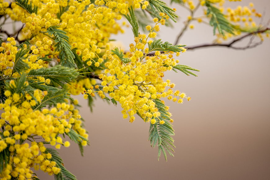 Close-up of yellow mimosa flowers with green leaves and blurred background