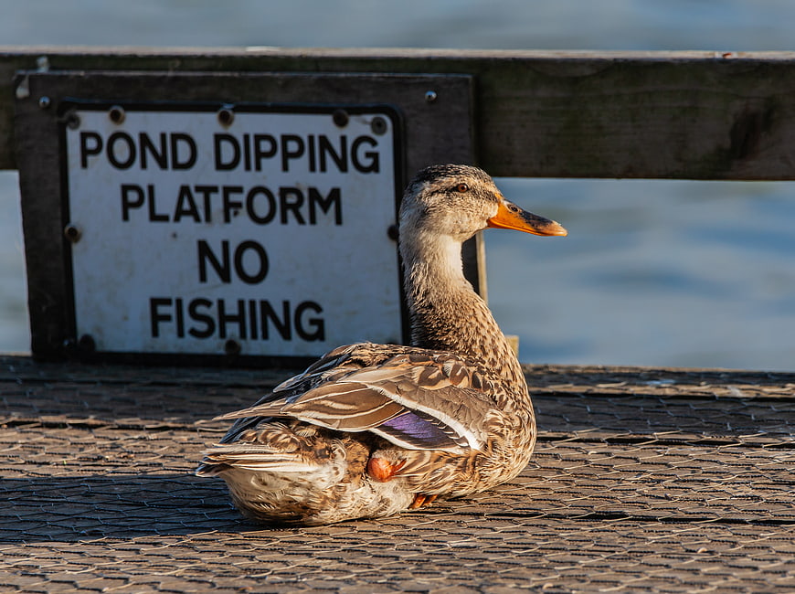 Female Mallard Duck Resting on Wooden Dock by Sign
