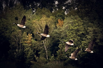 Flock of Canada Geese Flying Over Forest
