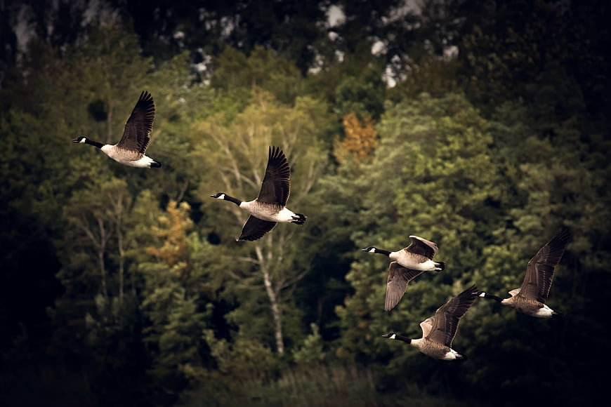 Flock of Canada Geese Flying Over Forest