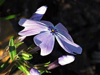 Close-up of delicate purple phlox flower in sunlight