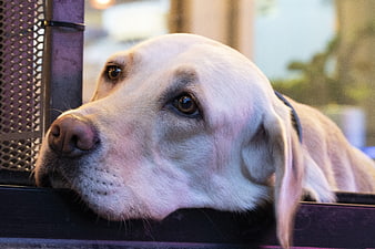 Close-up portrait of a white dog resting its head on a ledge