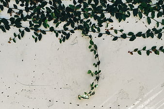 Green Vines Growing on White Textured Wall Background