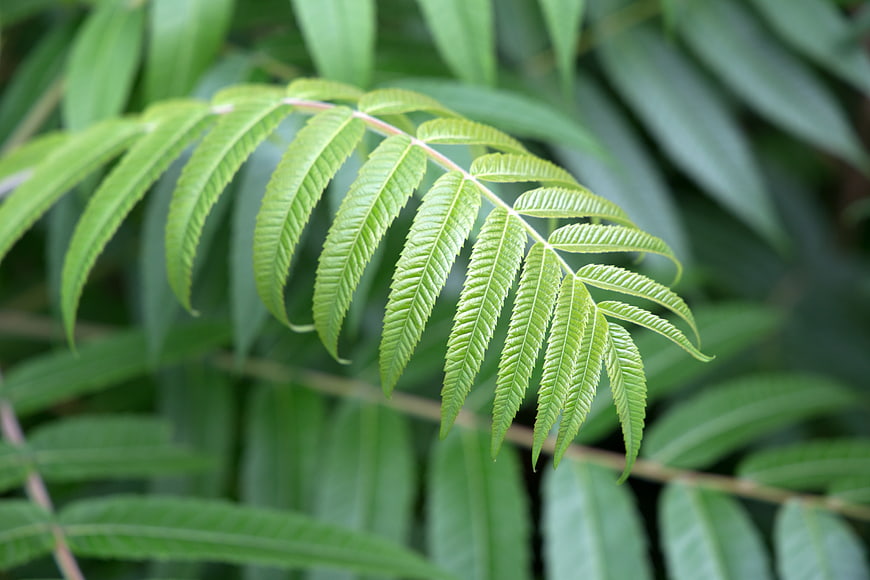 Close-up of vibrant green fern leaf with detailed texture