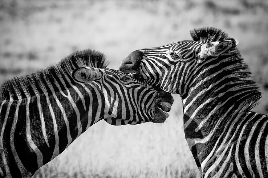 Black and white photo of two zebras nuzzling affectionately