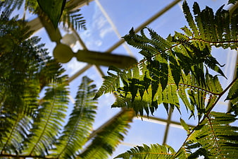 Low angle view of lush green fern fronds against a glass ceiling