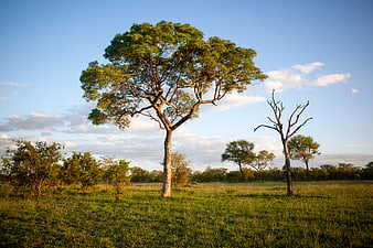 Lone Tree in African Savanna Landscape