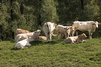 Herd of white Charolais cattle resting in a green pasture