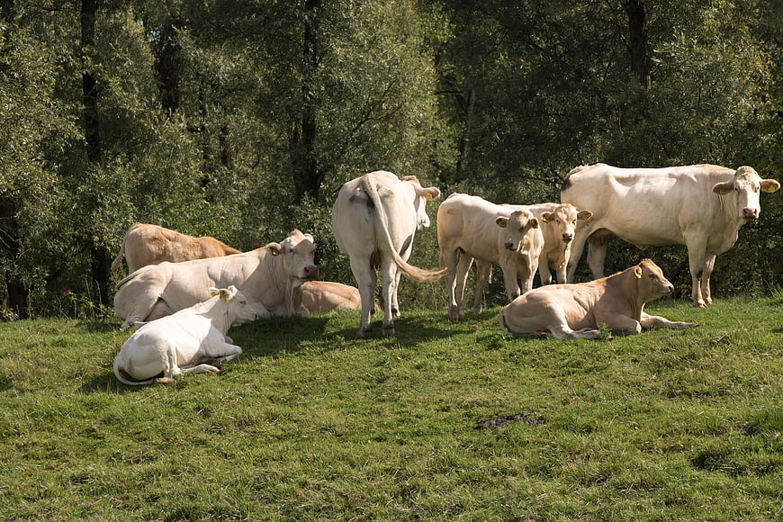 Herd of white Charolais cattle resting in a green pasture
