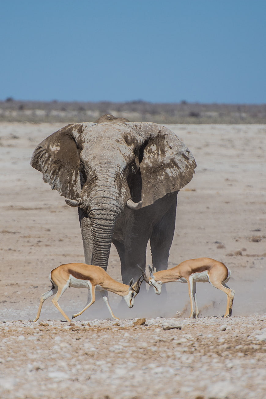 Elephant Watching Two Springbok Antelopes Sparring in Desert