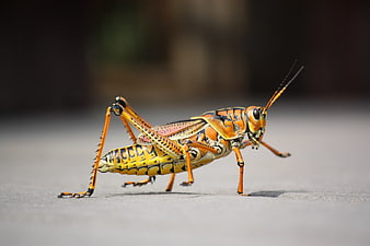Vibrant Orange Grasshopper Macro on Gray Surface