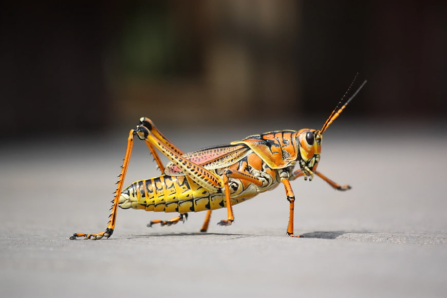 Vibrant Orange Grasshopper Macro on Gray Surface