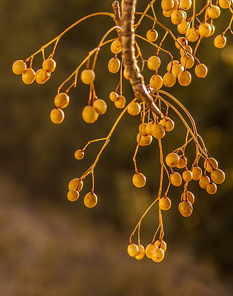 Golden berries hanging on a branch in warm sunlight