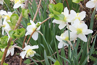 White daffodils blooming in a spring garden