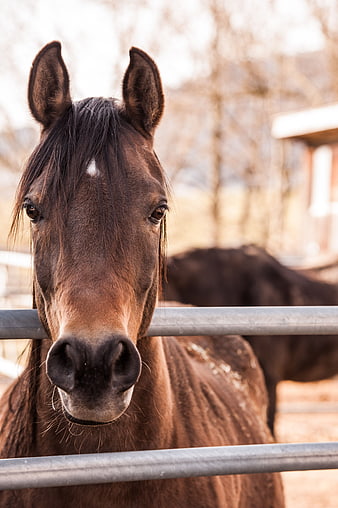 Close-up Portrait of Brown Horse Looking Over Metal Fence