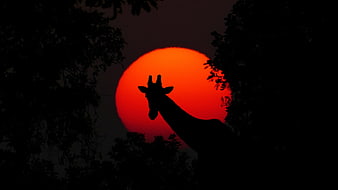 Silhouette of Giraffe Against Giant Red Sunset Sun