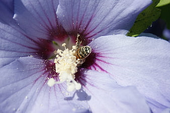 Close-up of Honeybee Pollinating Purple Hibiscus Flower