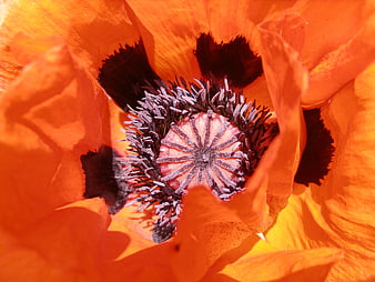 Macro Close-Up of Orange Poppy Flower Center